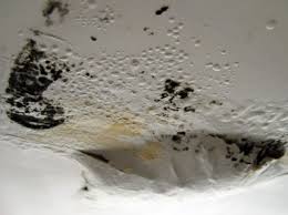 Black Mold In Bathroom Cause Dangers