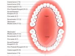 Understanding Your Teeth Dental Charts The Smart Clinics