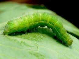 common caterpillar vegetable pests