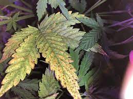 If your plant is in a pot: 7 Common Cannabis Plant Deficiencies Leaf Symptoms Sensi Seeds
