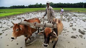 ‌কৃষকবন্ধু প্রকল্পের আওতায় মৃত কৃষকদের পরিবারকে ৪০০ কোটি টাকার বেশি সাহায্য - 400 Crore has been spent for helping dead farmers family under krisokbandhu Project, Bangla News