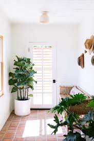 11 Best Low Light Indoor Plants That