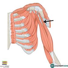 biceps brachii long head anatomyzone