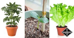 Container Vegetable Gardening 101 Best