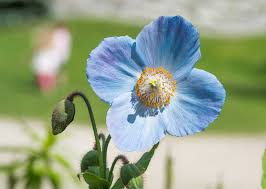Help yourself to as many of these lovelies as you want. 7 Plants With True Blue Flowers The English Garden