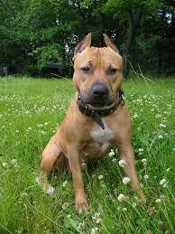 It is said that this breed is extremely aggressive. American Staffordshire Terrier Amstaff Dinoanimals Com