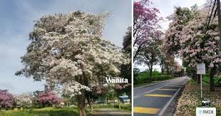 Taman ini berada di chiyoda, tokyo. Tak Payah Pergi Jepun Cantiknya Malaysia Dilanda Musim Bunga Sakura Mingguan Wanita