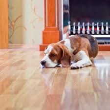 hardwood floor cleaning jdog carpet