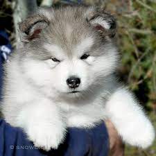 The dog is a familiar family pet and still used by their owners as a working dog in colder climates. Snowlion Alaskan Malamutes Alaskan Malamute Breeders In California Nevada