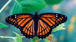 Tasty butterflies turn sour without toxic wingmen | Science | AAAS
