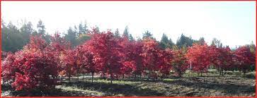redleaf anese maple trees available