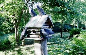 Keep Pigeons Away From Your Bird Feeder