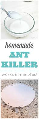 homemade ant works in minutes