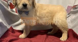 Find chocolate labrador retriever puppies and dogs from a breeder near you. Cute Golden Retriever Puppies Petskona Com