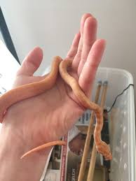 albino darwin ses aussie pythons
