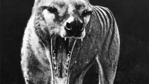 The thylacine vanished from the australian mainland about 3,000 years ago, probably as a result of a drying climate and the loss of dense vegetation. Stripes Tail In Tassie Tiger Sightings Narooma News Narooma Nsw