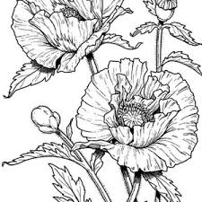 Poppies Drawing At Getdrawings Com Free For Personal Use Poppies