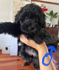 poodle puppies in new south wales