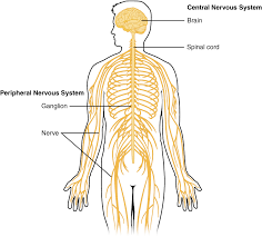 This diagram depicts nervous system. 1 2 The Nervous System And Nervous Tissue Neuroscience Canadian 1st Edition