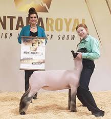 shouse livestock recent winners