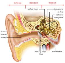 Inner Ear Exercises For Vertigo Sudden Hearing Loss Ear