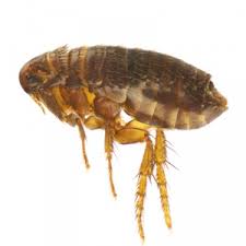flea control eco pest control services