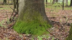 carpet moss growing at base of tree