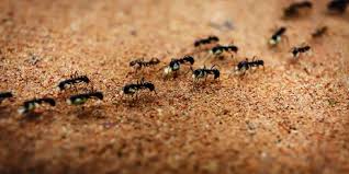 ants in carpet how to get rid of ants