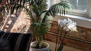 How To Grow Palms Indoors Miraclegro