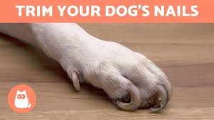 how to trim your dog s nails at home