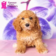 toy poodle puppies forever