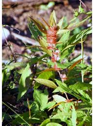 Acalypha virginica (Virginia threeseed mercury) | Native Plants of ...