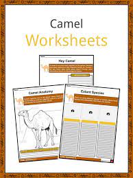 There are only three species of camels, the dromedary camels, bactrian camels, and wild bactrian camels. Camel Facts Worksheets Origin Description Adaptations For Kids