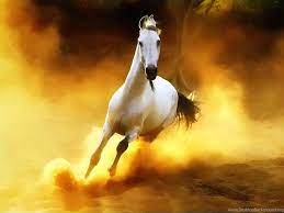 Horse 3d Beautiful White Horse ...