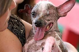 Funny quotes file hosting funny videos. World S Ugliest Dog Contest Winners Photos People Com