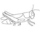 37+ grasshopper coloring pages for printing and coloring. Grasshoppers Coloring Pages