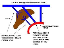 Liver shunt in puppy pomeranians.liver shunt in dogs symptoms. Yorkshire Terrier Portosystemic Shunt Ufaw