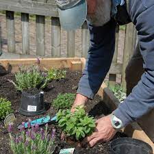 Planting Herbs Propagating By