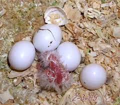 fertile and candle tested parrots eggs