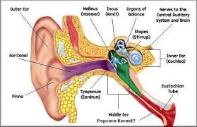 Ear Cross Section With Eustachian Tube Ear Anatomy Inner