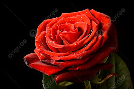 red rose black background images hd