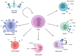 Cells | Free Full-Text | In Vitro Human Haematopoietic Stem Cell Expansion  and Differentiation