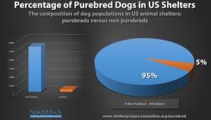 NAIA study confirms fewer dogs, scarce purebreds in US animal …