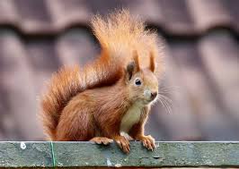 Learn more about how to get rid of squirrels in this article. How Do You Know If A Squirrel Is In Your Wall Apartment Abc