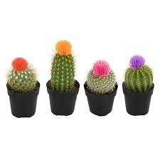 Altman Plants 2 5 In Cactus With Faux Flower Plant Collection 4 Pack