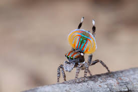 Male maratus amabilis peacock spider performing mating dance to a female.spider is around 5mm in size. Peacock Spiders Tiny Dancers Australian Geographic