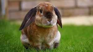Wildkaninchen im garten sind späte besucher. Kaninchen Garten Hase Kostenloses Foto Auf Pixabay