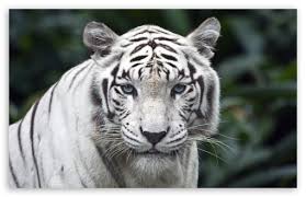 white tiger ultra hd desktop background