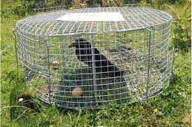 round multi catch magpie grey crow