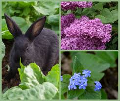 6 Rabbit Proof Plants Garden